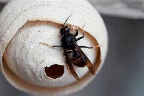 aziatische hoornaar nest herkennen